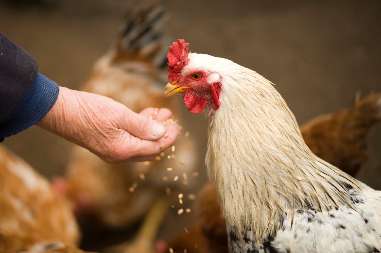 portfolio-02 Close-up of a rooster eating grains from a persons hand in a rural farm setting.