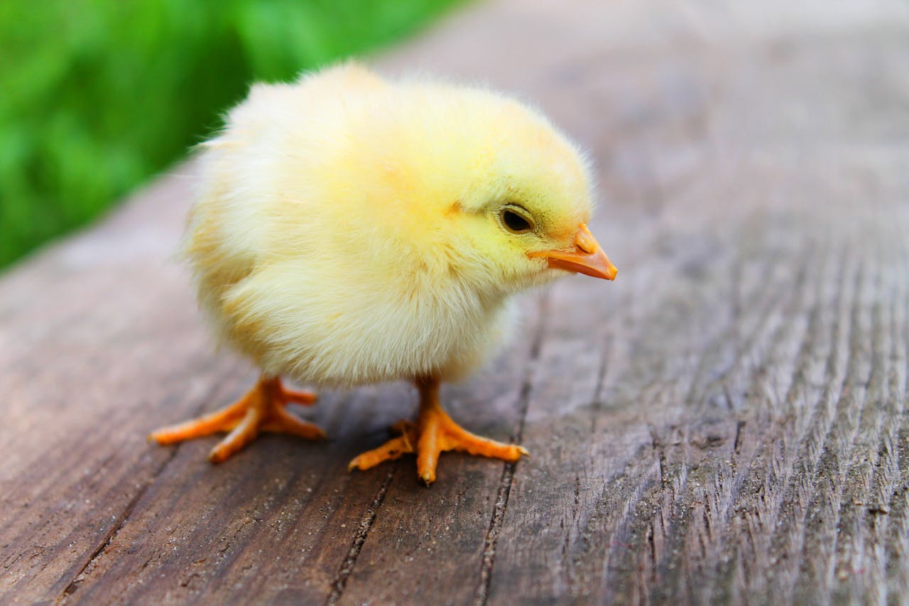 portfolio-03 Close-up of a fluffy yellow chick standing on a wooden surface, showcasing its soft down feathers.