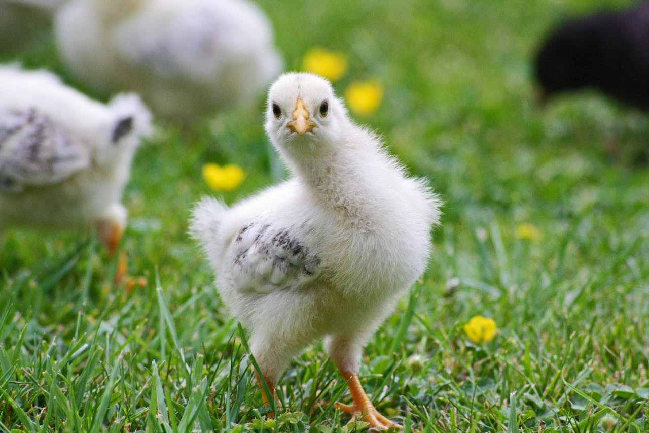 portfolio-06 Close-up of a fluffy chick exploring grass, perfect for nature and animal photography